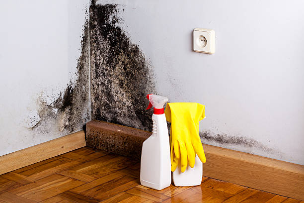 Trusted Claremore, OK Mold Inspection, Removal & Remediation Experts